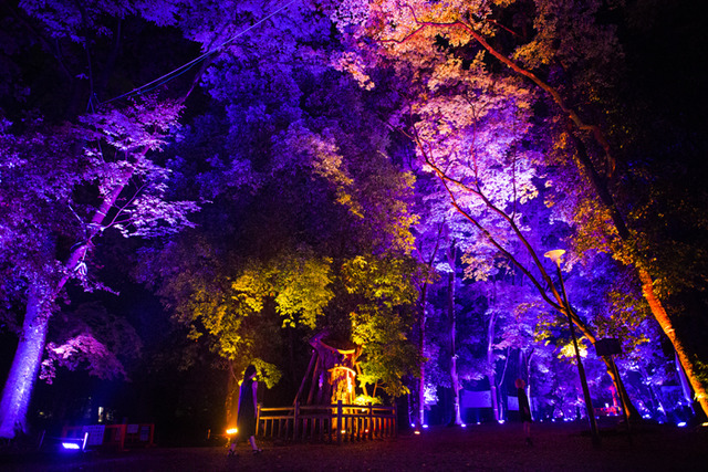 「呼應的樹木們，下鴨神社　糺之森」