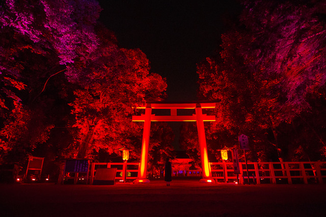 「呼應的樹木們，下鴨神社　糺之森」