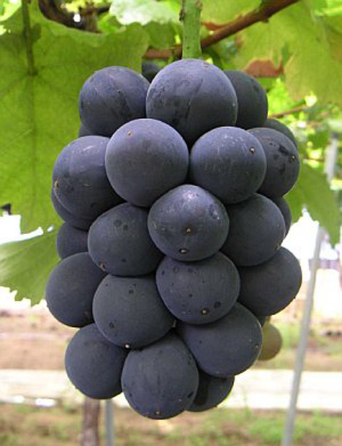 Marche de fruit 黑光葡萄（Aurora Black）