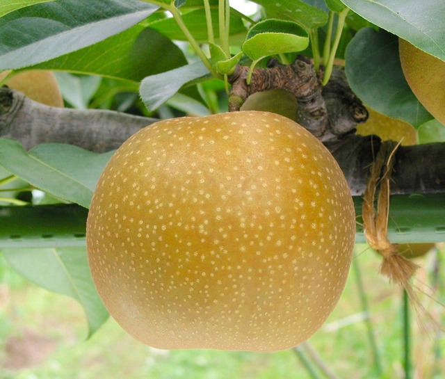 鳥取IWASHIYA 新甘泉（しんかんせん）