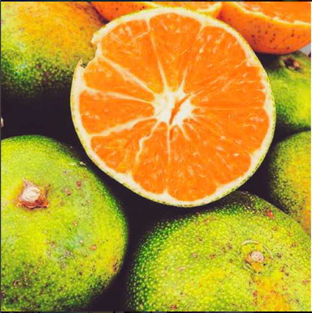 Citron et Citron_極早生蜜柑