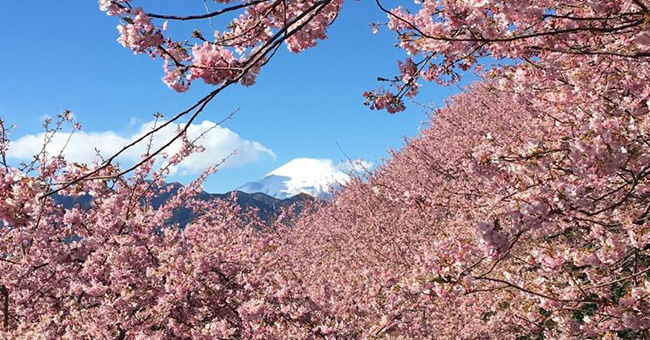 春天提早降臨!早開的松田河津櫻滿山熱烈綻放中