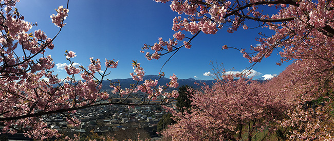 松田河津櫻