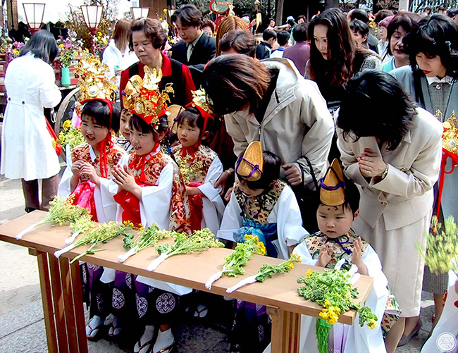 大阪府是這樣迎接春天!道明寺天滿宮:菜種御供大祭(河內春事)