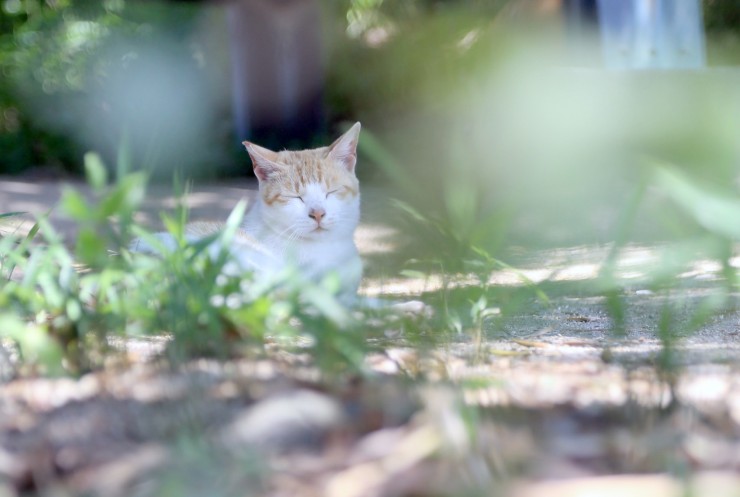愛貓者都趨之若鶩!為貓奴們誕生的樂園 香川高松市男木島超療癒!