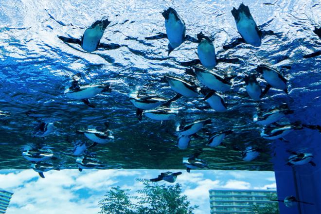 大人小孩一定都超愛!到池袋陽光水族館看企鵝太療癒啦!