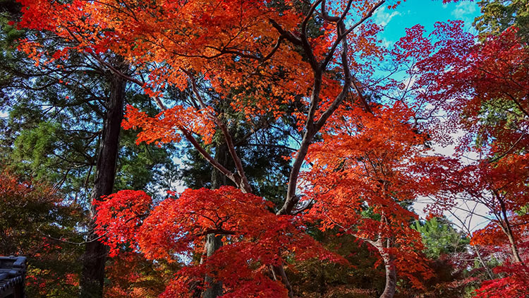日本京都龜岡地區鍬山神社的紅葉