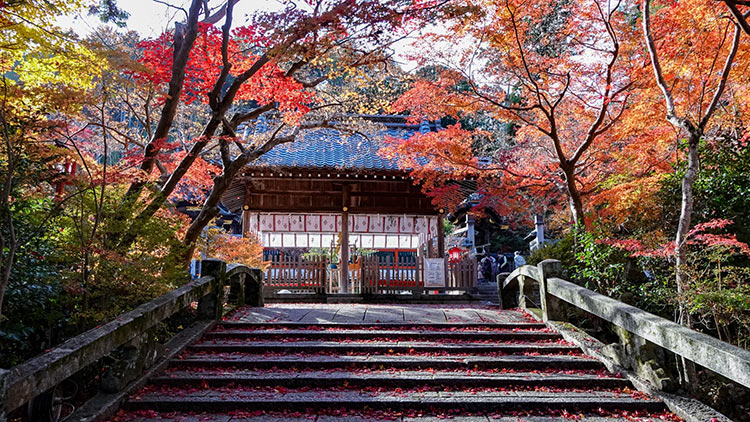 日本京都龜岡地區鍬山神社的紅葉