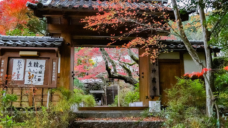 日本京都龜岡地區神藏寺的紅葉