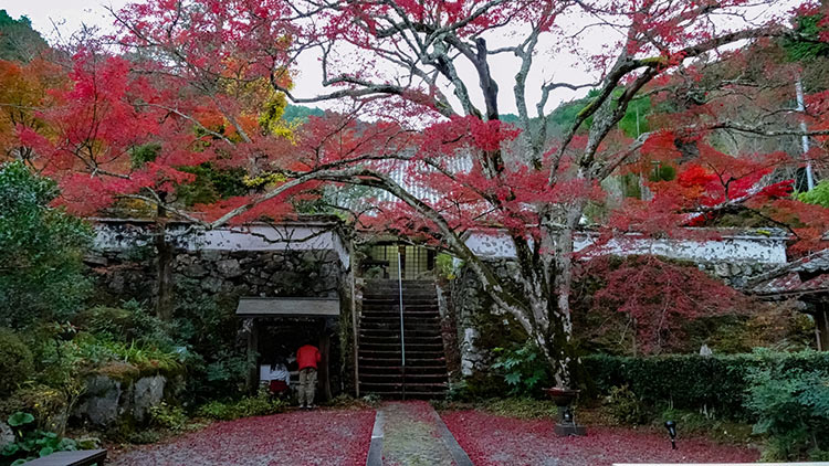 日本京都龜岡地區神藏寺內樹齡約400年的大楓葉樹