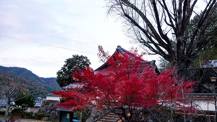 日本京都龜岡地區寶林寺的紅葉