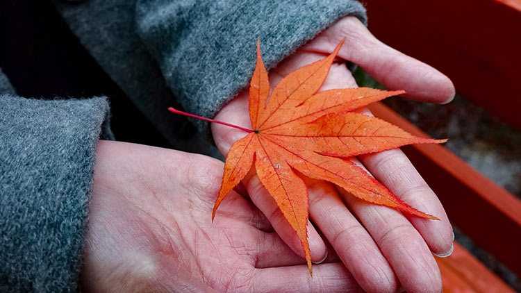 秋天裡美麗的紅色楓葉