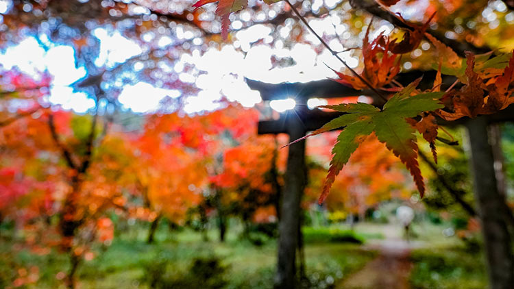 遠離京都市區的龜岡私房紅葉景點