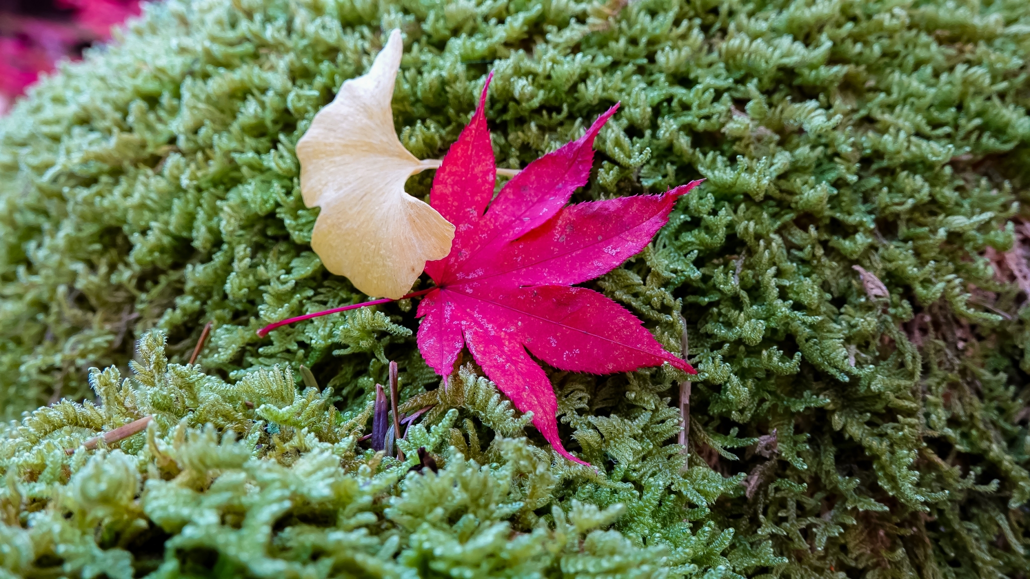 秋季賞楓：日本京都的紅葉