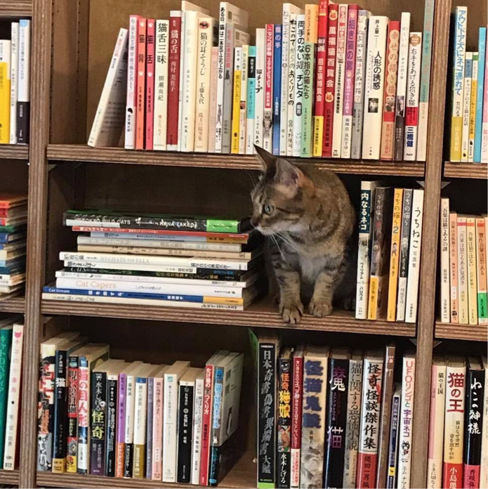 三軒茶屋就到貓咪當店員的書店:Cat's Meow Books