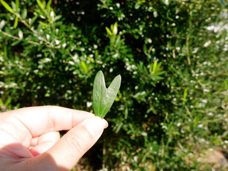 香川縣小豆島橄欖公園的招福尋橄欖葉體驗!找出心形橄欖葉吧