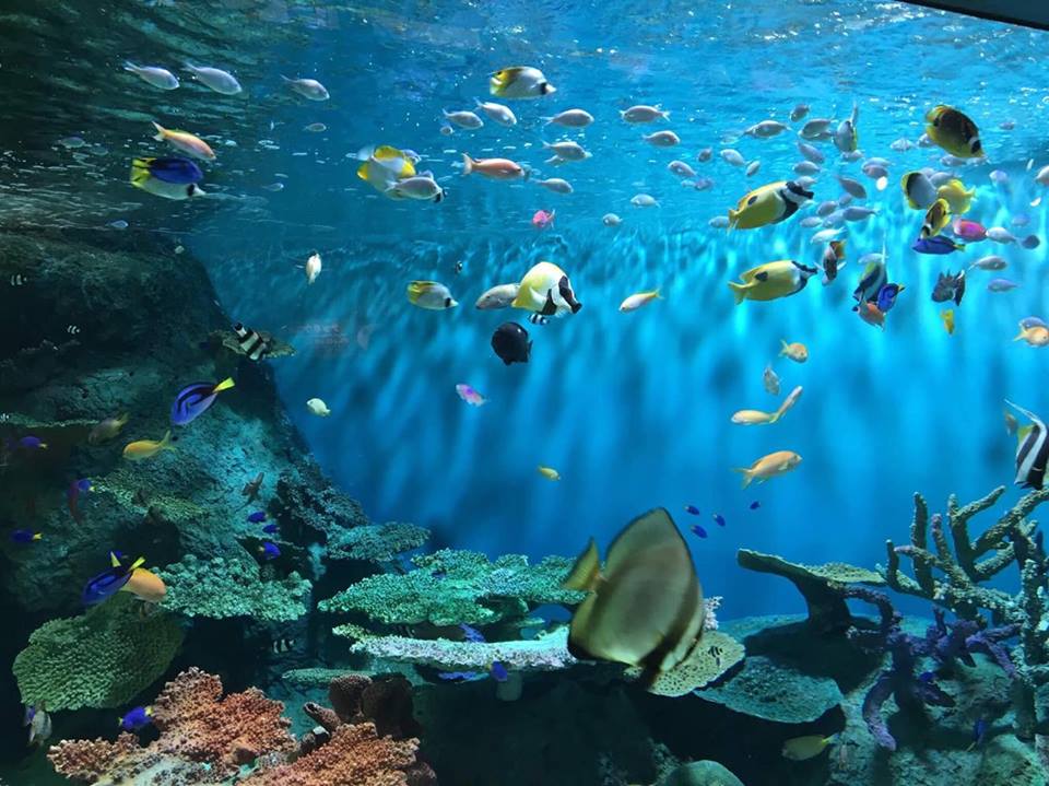東京療癒之旅!品川水族館的海豚表演小朋友一定超開心