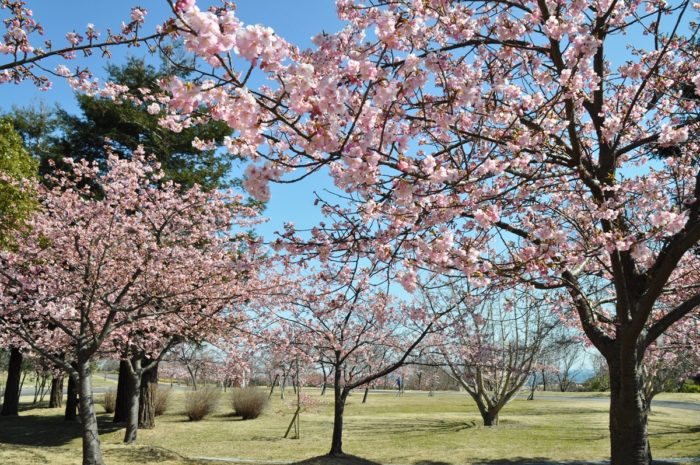 淡路島國營明石海峽公園