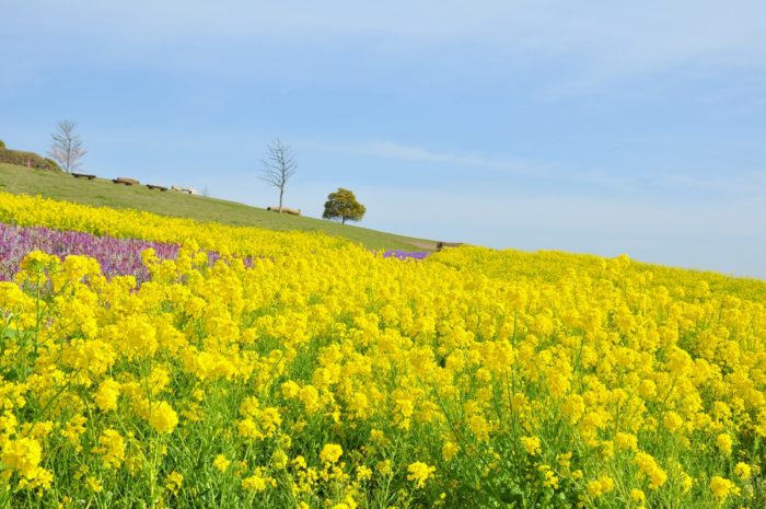 淡路花卉山丘