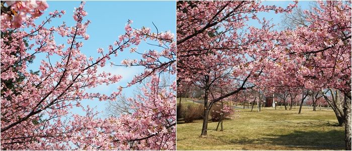 淡路島國營明石海峽公園