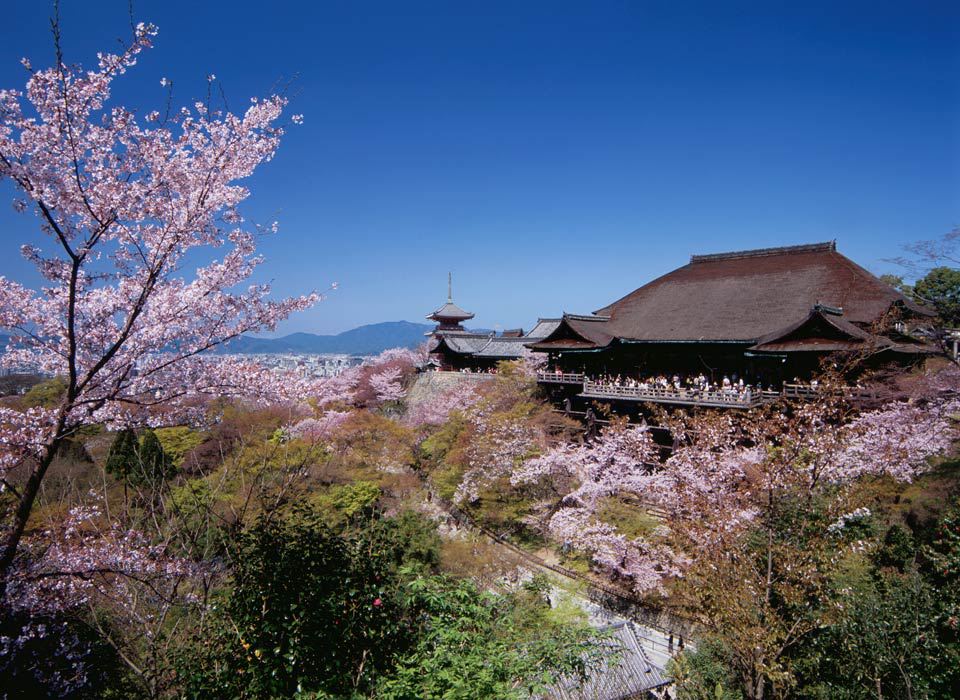 2019京都推薦賞櫻景點10 選