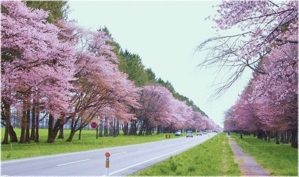 二十間道路櫻花之路