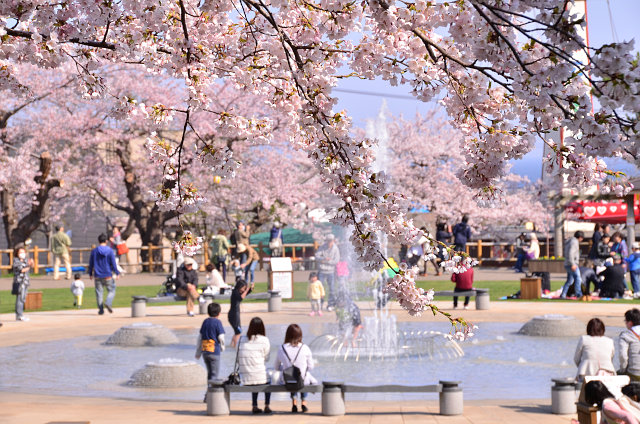 函館公園之櫻