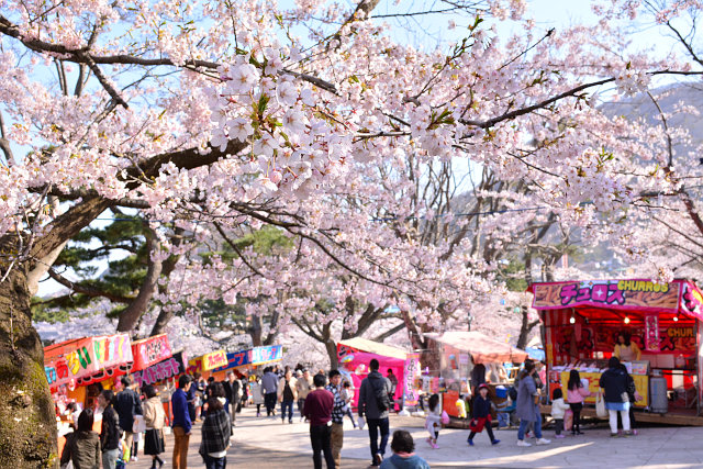 函館公園之櫻