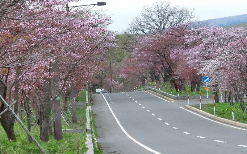 登別櫻花隧道