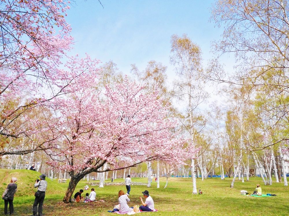 札幌真駒內公園之櫻