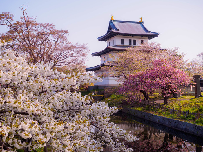 松前公園之櫻