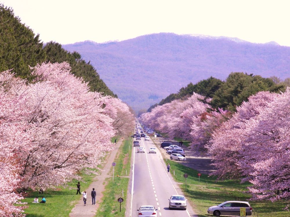 2019北海道推薦賞櫻景點10 選