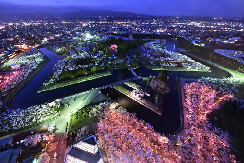 五稜郭公園之櫻