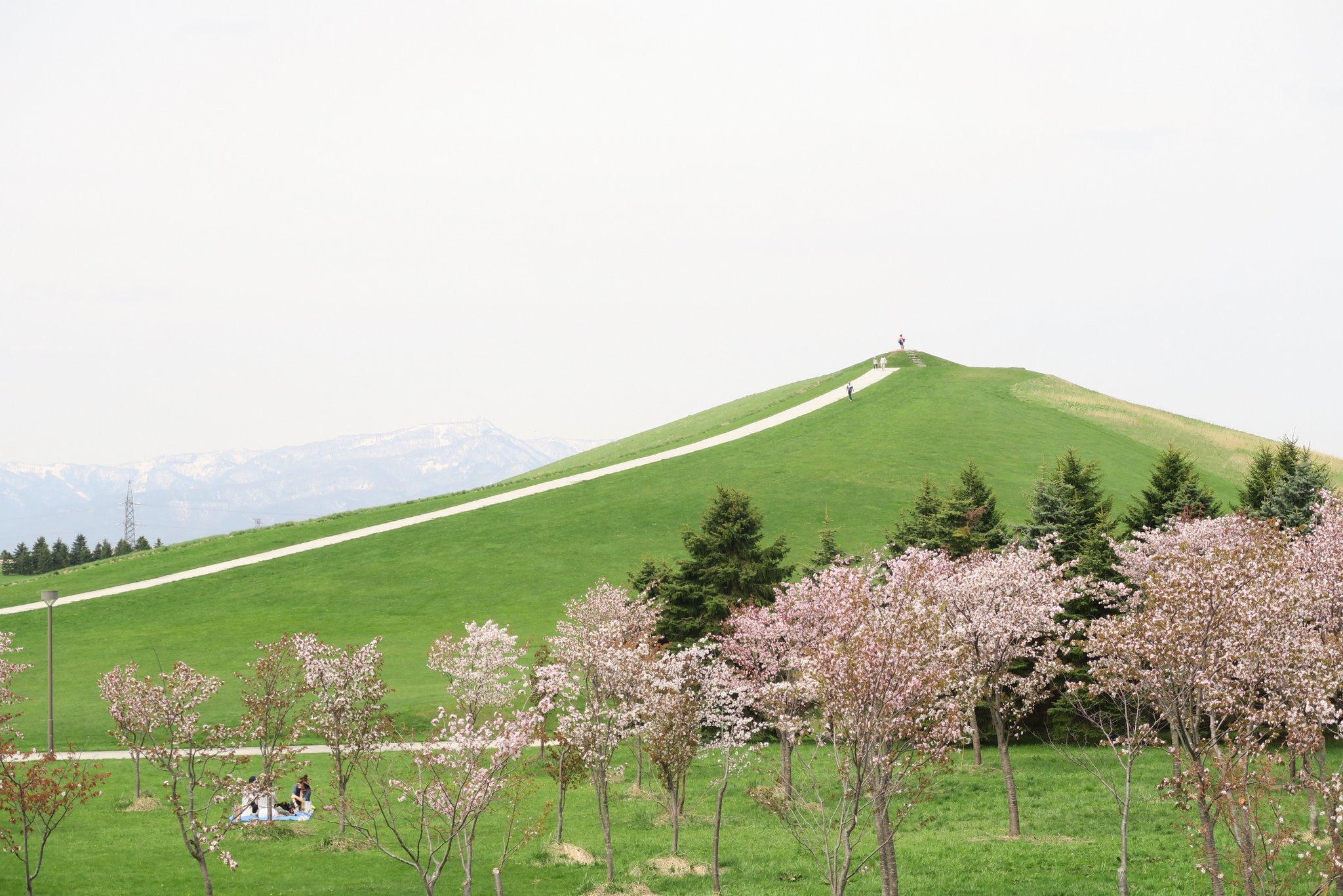 MOERE沼公園之櫻