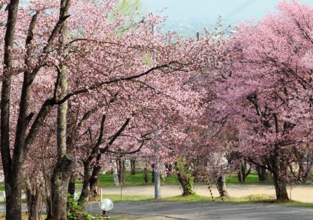 旭山公園之櫻