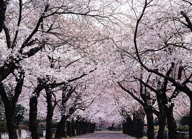 円山公園之櫻