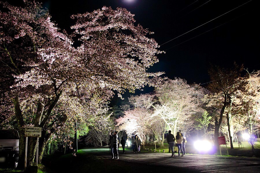 旭山公園之櫻