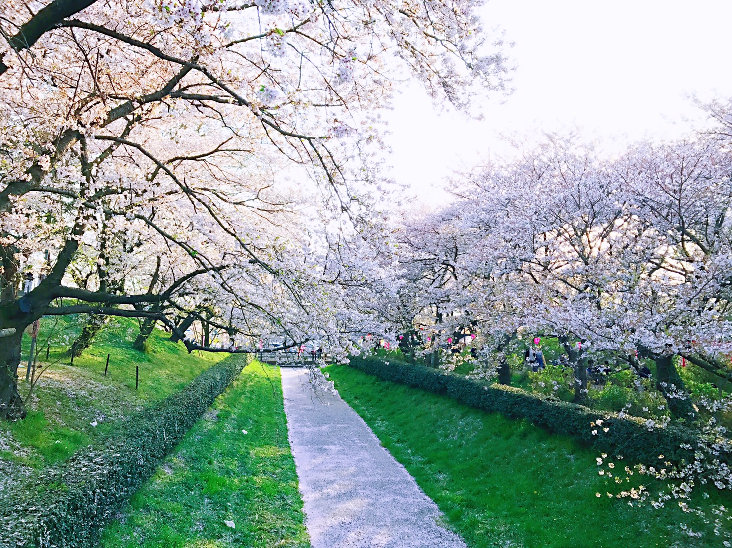 日本賞櫻的最新推薦隱藏版景點!埼玉權現堂公園櫻花祭開跑中