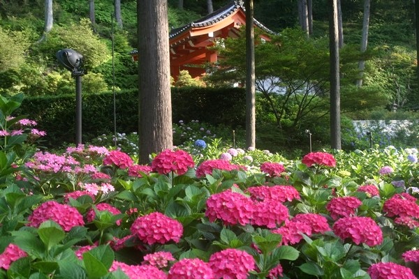 梅雨季就看它 京都紫陽花名所五選 Japaholic