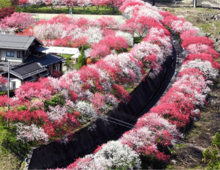 日本第一桃花鄉!五月份阿智村給你最美的世外桃源