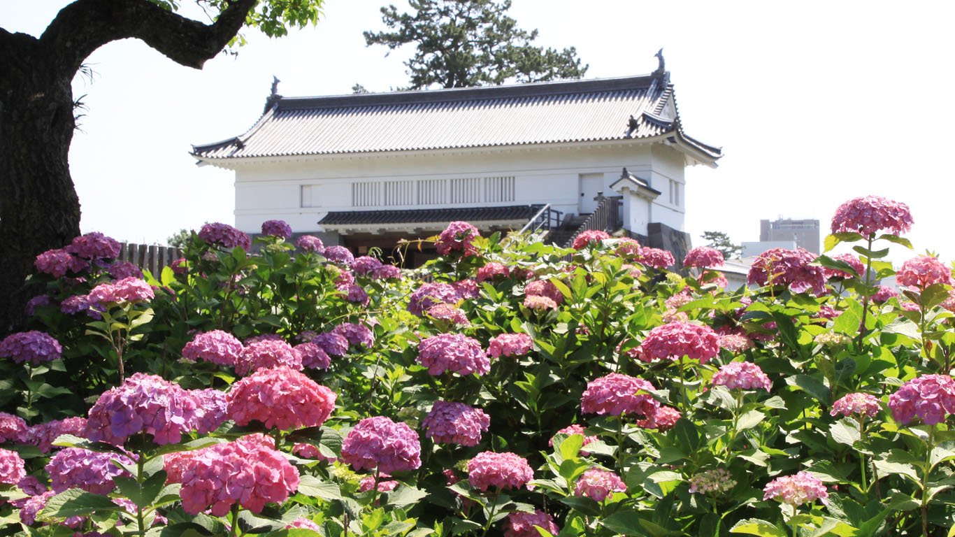 神奈川小田原鳶尾・紫陽花夏日祭6月開跑,跟著當地人一起來賞花。