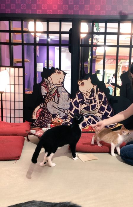 江戸貓咪茶屋與貓玩耍