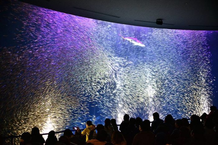 名古屋港水族館室內