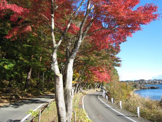 紅葉隧道