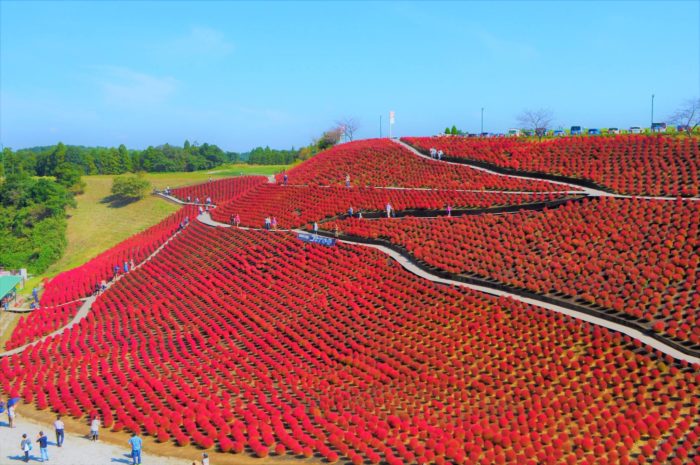 掃帚草in東京德國村