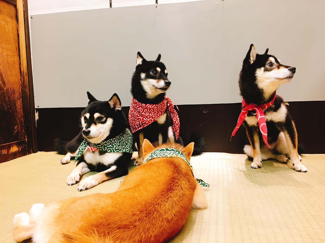 倉敷必遊豆柴柴犬咖啡廳!被萌萌豆柴圍繞的幸福時光