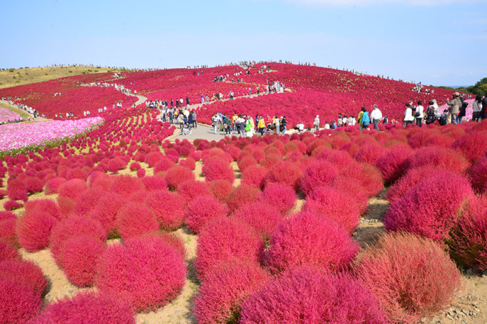 掃帚草in日立海濱公園