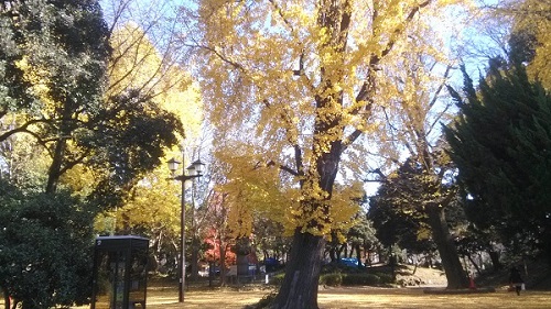 上野公園-銀杏