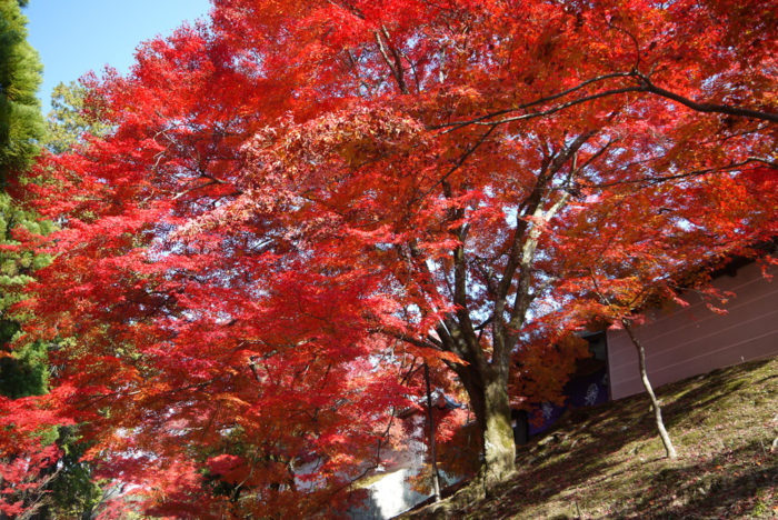 京都賞楓一日散策散步路線曼殊院外圍秋景