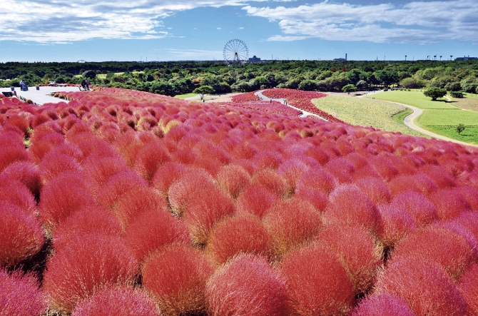 茨城縣國營常陸海濱公園掃帚草